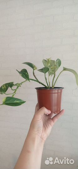 Сциндапсус Марбл квин и Золотистый в 0.3 л