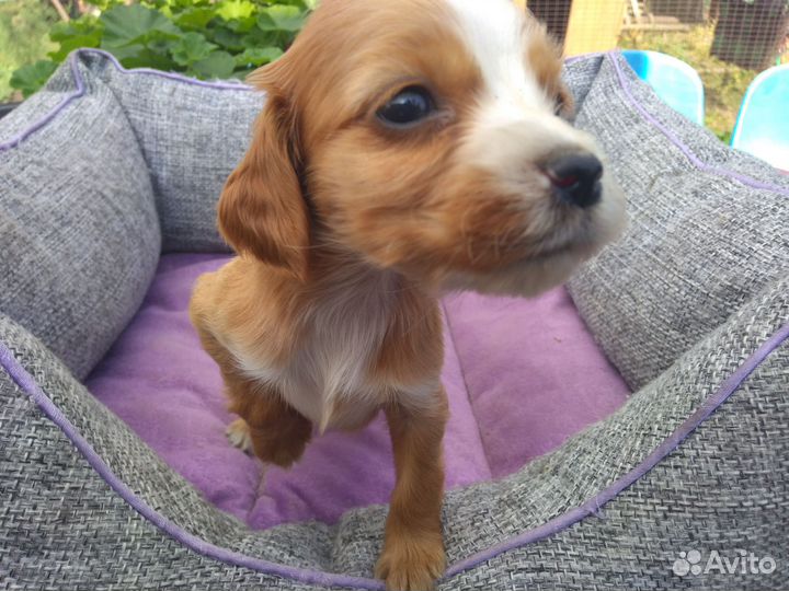 Кокер спаниель