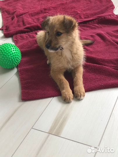 Найдена собака