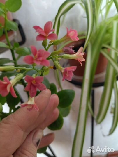 Каланхоэ цветущий