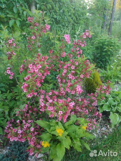 Вейгела, гортензия, дерен, спиреи