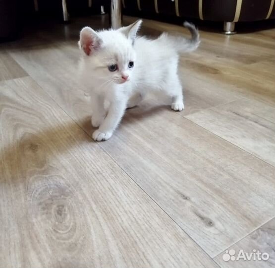 Котята отдам бесплатно