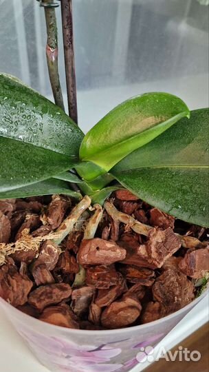 Орхидея биглип