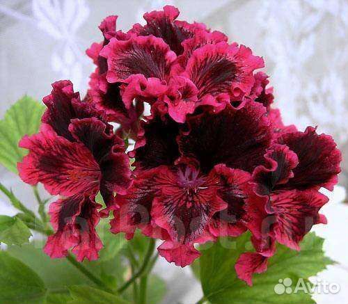 Пеларгония герань