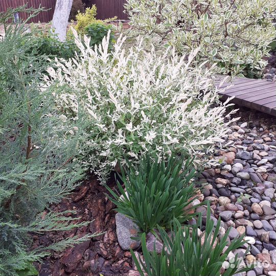 Ива хакуро нишике декоративный куст, саженцы