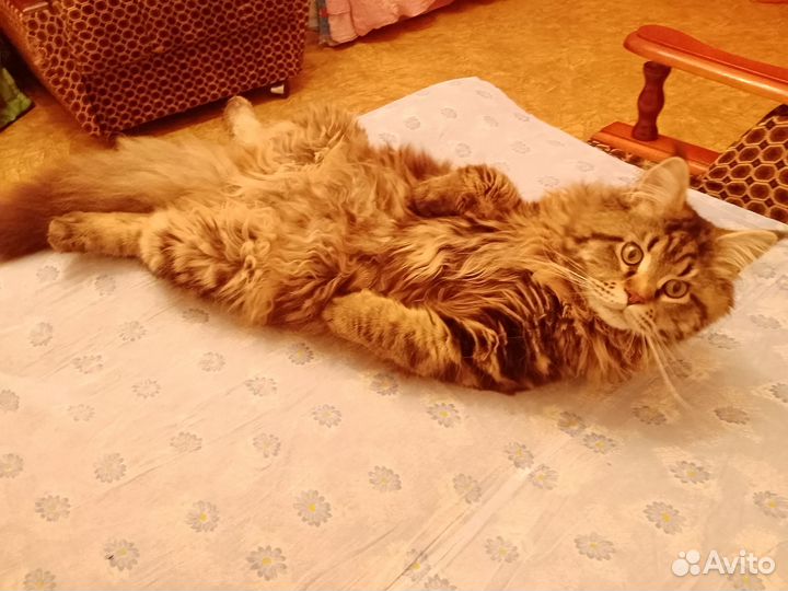 Кот мейн-кун вязка