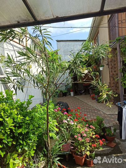 Белый олеандр