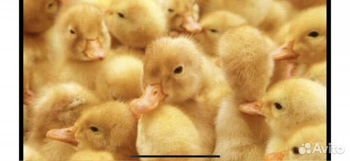 Утка бройлерная Агидель,Фаворит,Башкирка