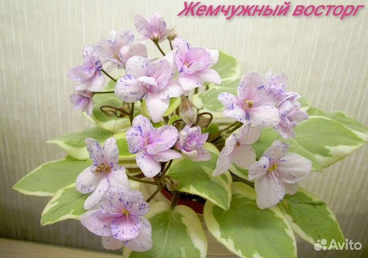 Фиалка (детки)