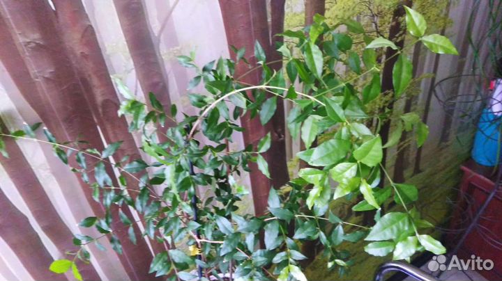 Мальпигия глабра Вишня