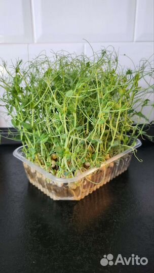 Микрозелень горох