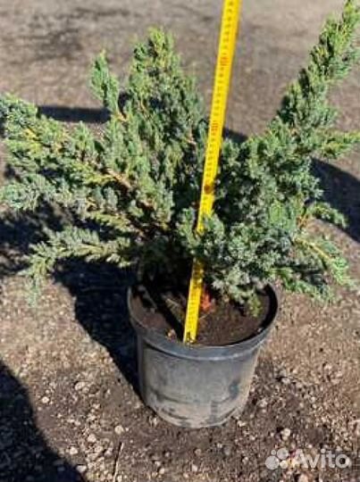 Можжевельник Мейери / Саженцы можжевельника