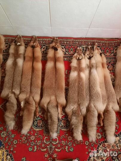 Шкуры лисы
