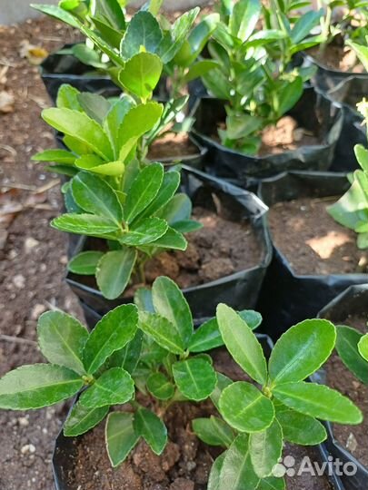 Бересклет зеленый