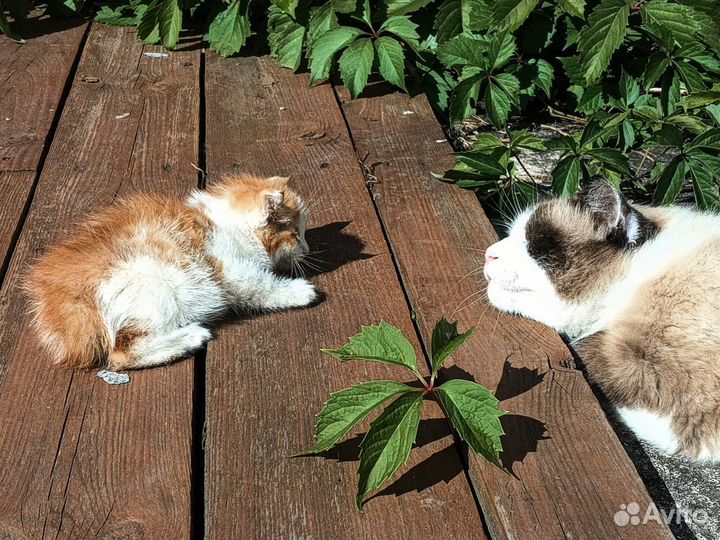 Котята в добрые руки бесплатно