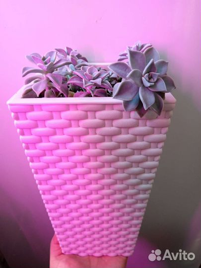 Комнатные цветы Граптопеталум парагвайский