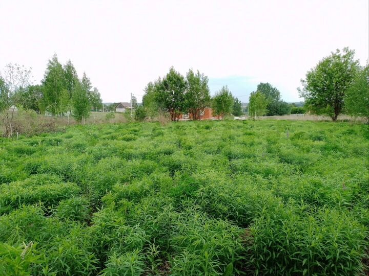 Участок 30 сот. (СНТ, ДНП)