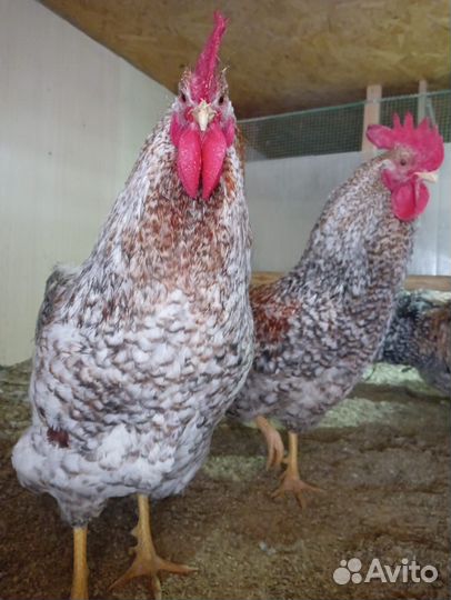 Билефельдер окрас-Криль