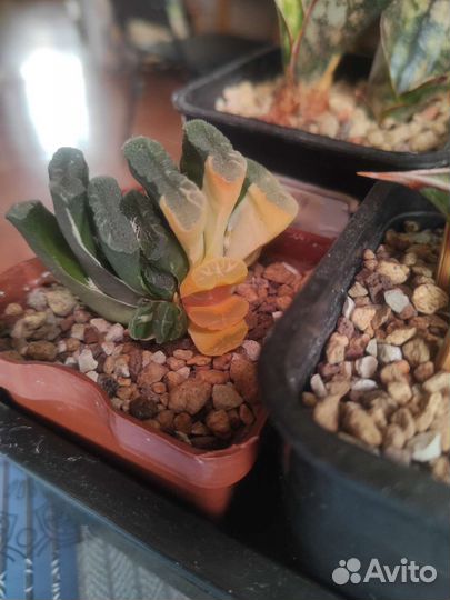 Haworthia truncata var, Gasteria armstrongii var