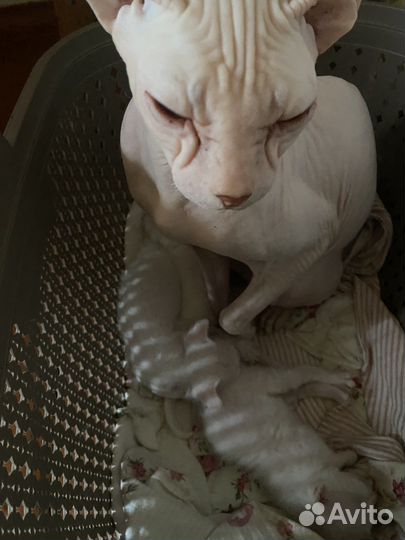 Котята сфинкс бесплатно