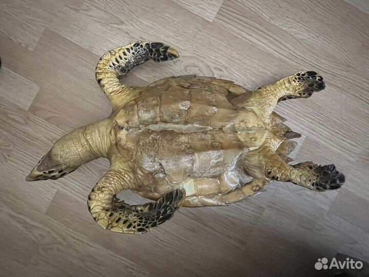 Чучело черепахи