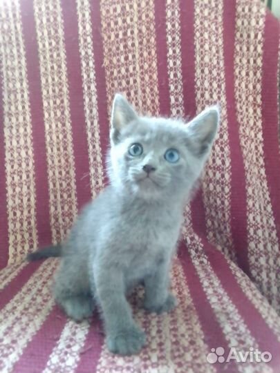 Котята в добрые руки бесплатно