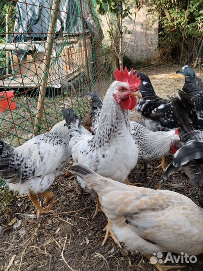 Молодые петушки доминант и орпингтон