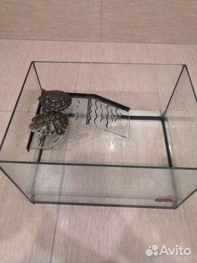 Аквариум с красноухами черепахами