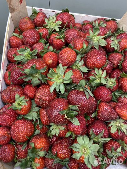 Клубника Турция сладкая 4кг
