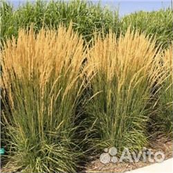 Декоративные злаки