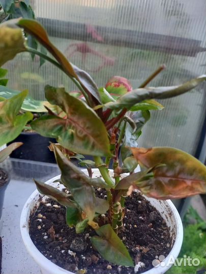 Цветы домашние в горшках