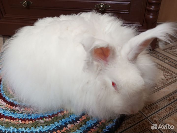 Пух кролика немецкой ангоры