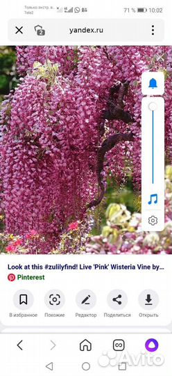 Глициния саженцы