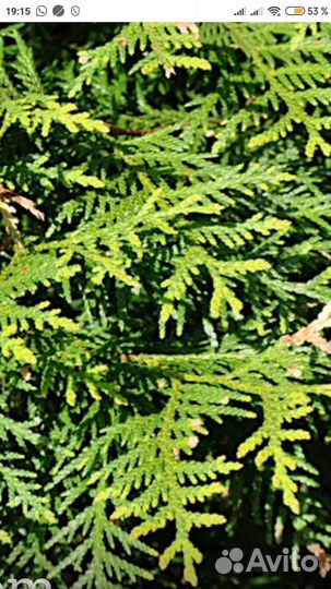 Веники для бани с травами