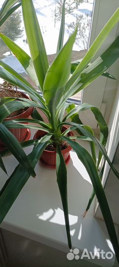 Пальма юкка