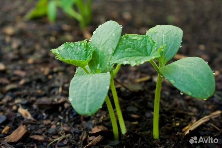 Помидоры рассада