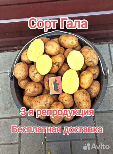 Семенной картофель сорт Гала, бесплатная доставка