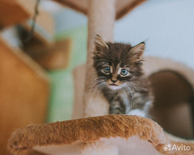 Котенок, мальчик