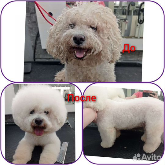 Грумер начинающий мастер