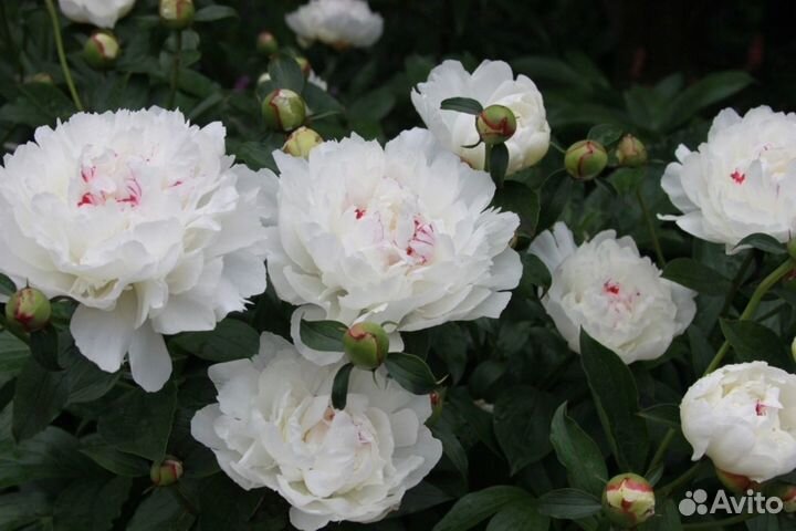 Пион Фестива максима