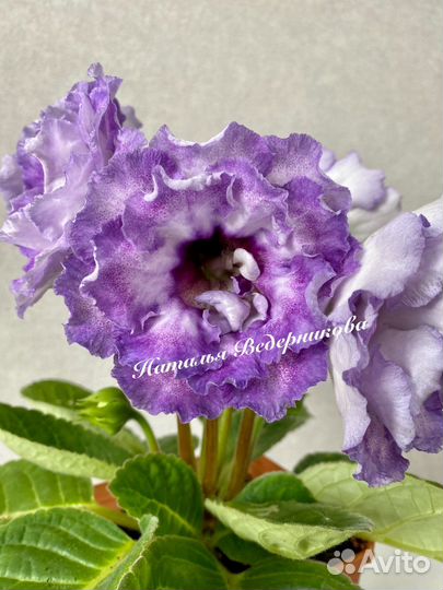 Глоксиния сортовая