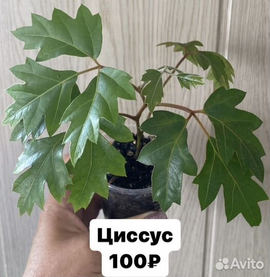 Стробилантес