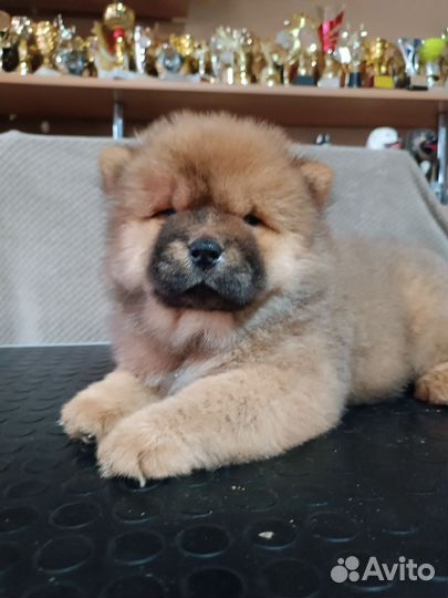 Чау-чау девочки