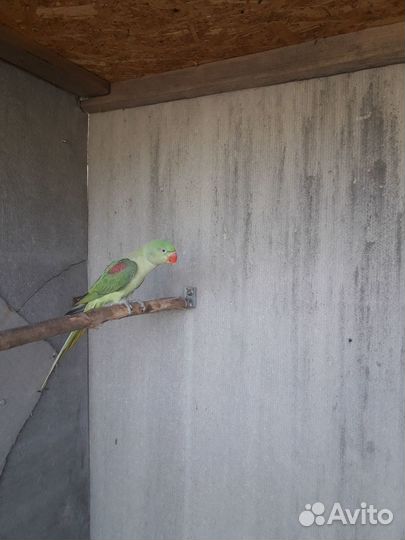 Попугай Китайский, александрийский и розовогрудый