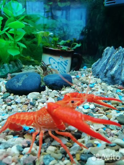 Калифорнийский(флоридский) красный рак аквариумный