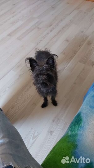 Отдам бесплатно собаку