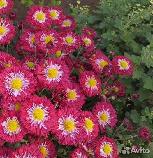 Хризантемы мультифлора и корейские. Саженцы в стак