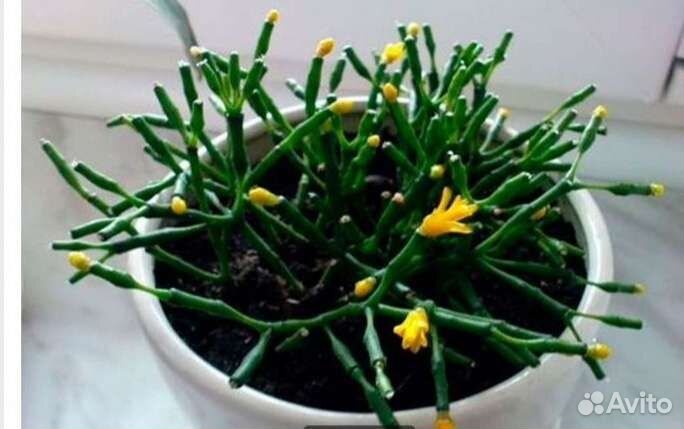 Комнатные цветы