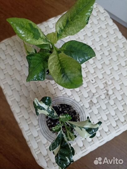 Гардения августа. То