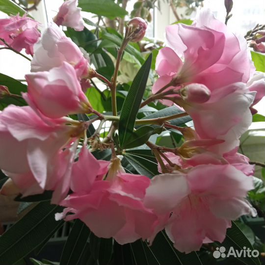 Олеандр розовый
